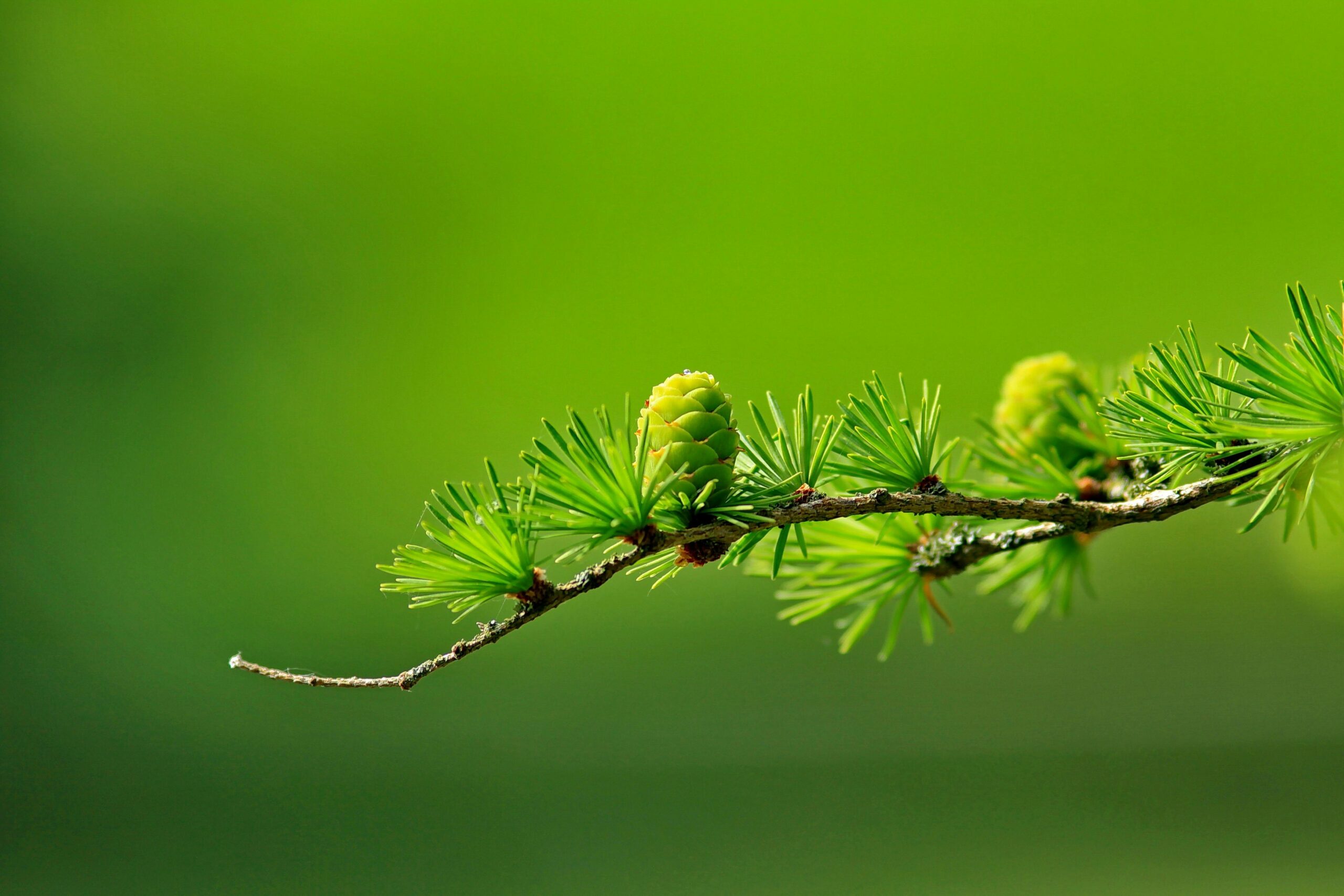 seedling pine cones on branch with green background